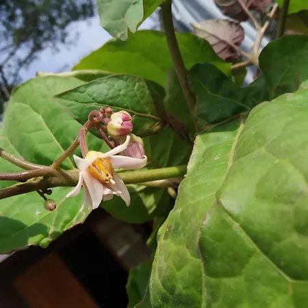 Les Vignes Camping 5*