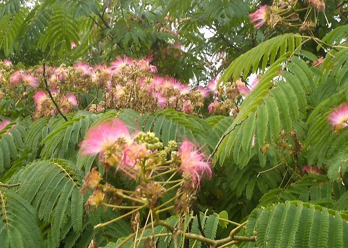 Les Vignes 利和米克斯