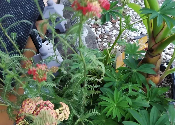 营地 Les Vignes 5*