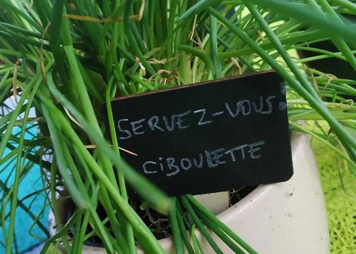 Les Vignes 营地 利和米克斯