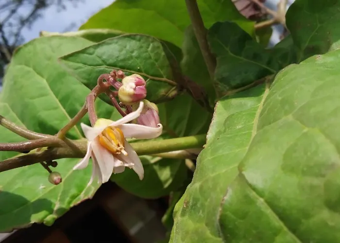 Les Vignes 营地 5*